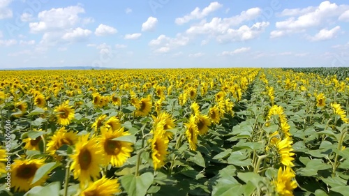 Slow and low flying over the sunflowers field with blue sky and white clouds in background.
