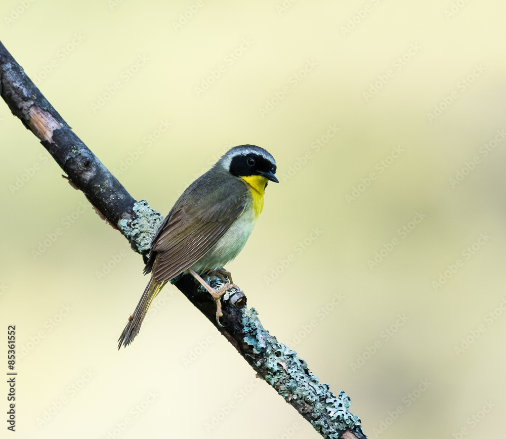 Fototapeta premium Common Yellowthroat 