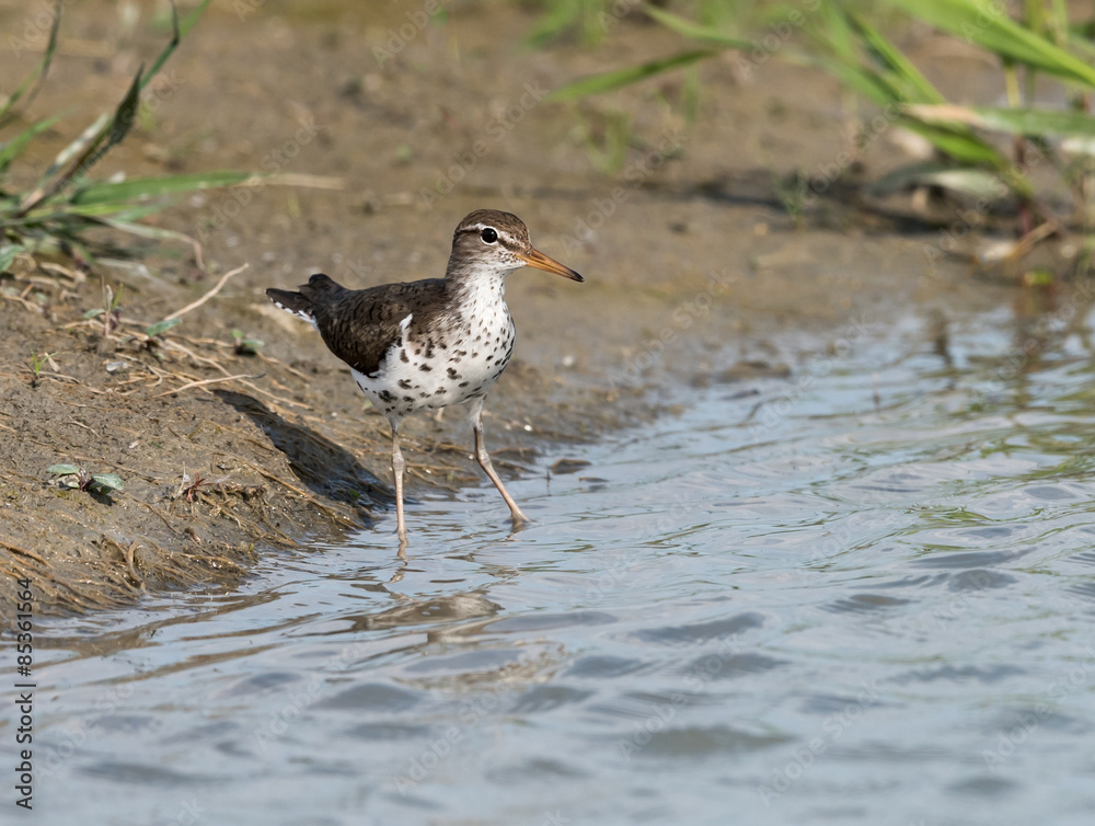 Fototapeta premium Spotted Sandpiper