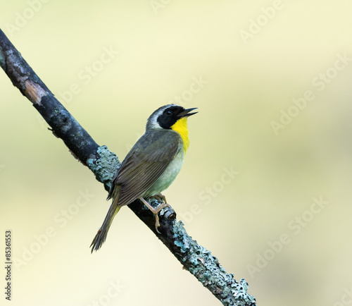 Common Yellowthroat  © FotoRequest