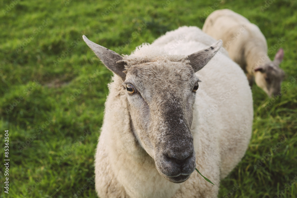 Spain, Ferrol, portrait of a sheep grazing on a meadow Spain, Ferrol, portrait of a sheep grazing on a meadow