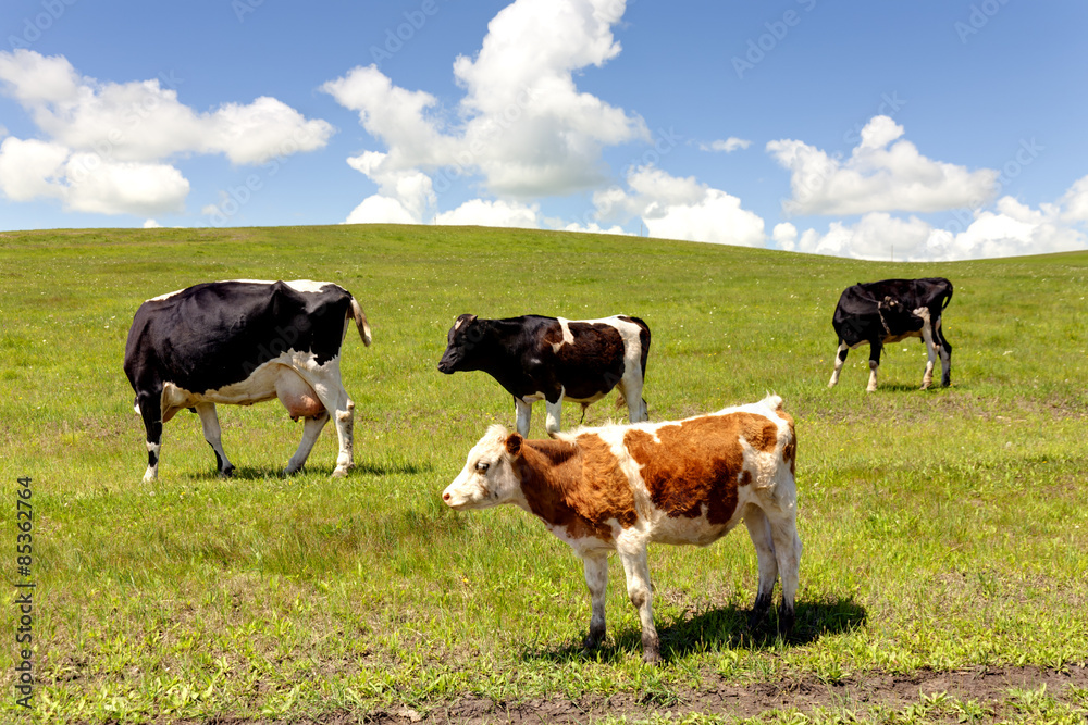 grazing cows in summer pasture