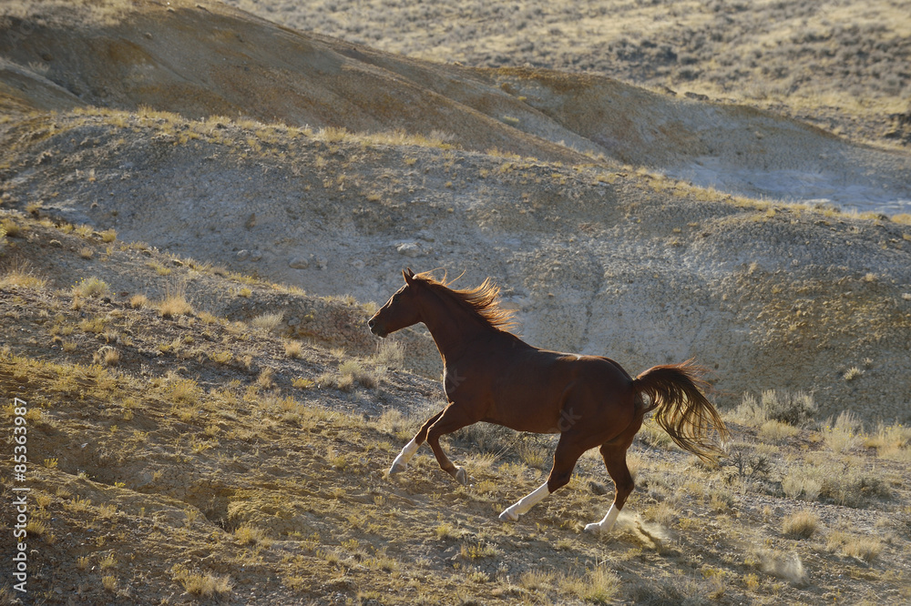 USA, Wyoming, wild horse galloping in badlands USA, Wyoming, wild horse galloping in badlands