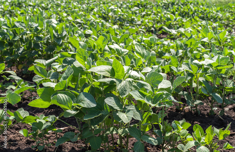 Soybean Field Soybean Field