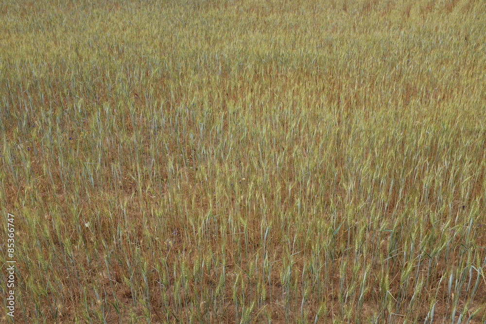 Fototapeta premium Champ de céréales