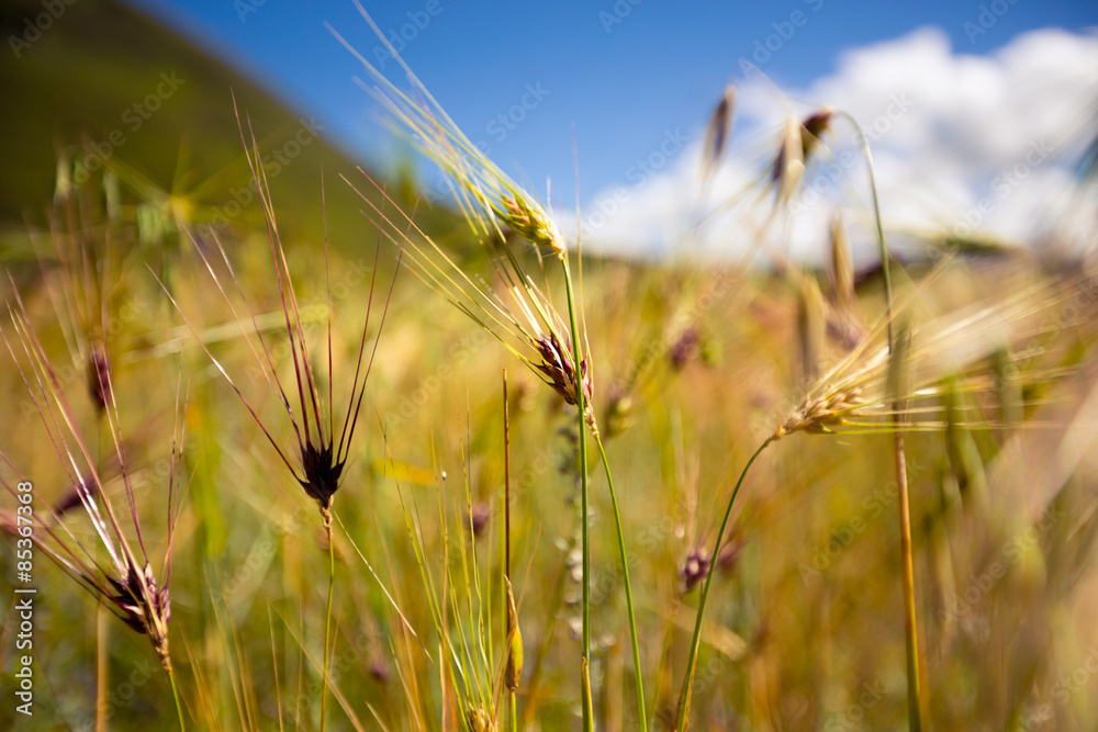 Obraz premium A Close View Of Highland Barley Field Against Blue Sky