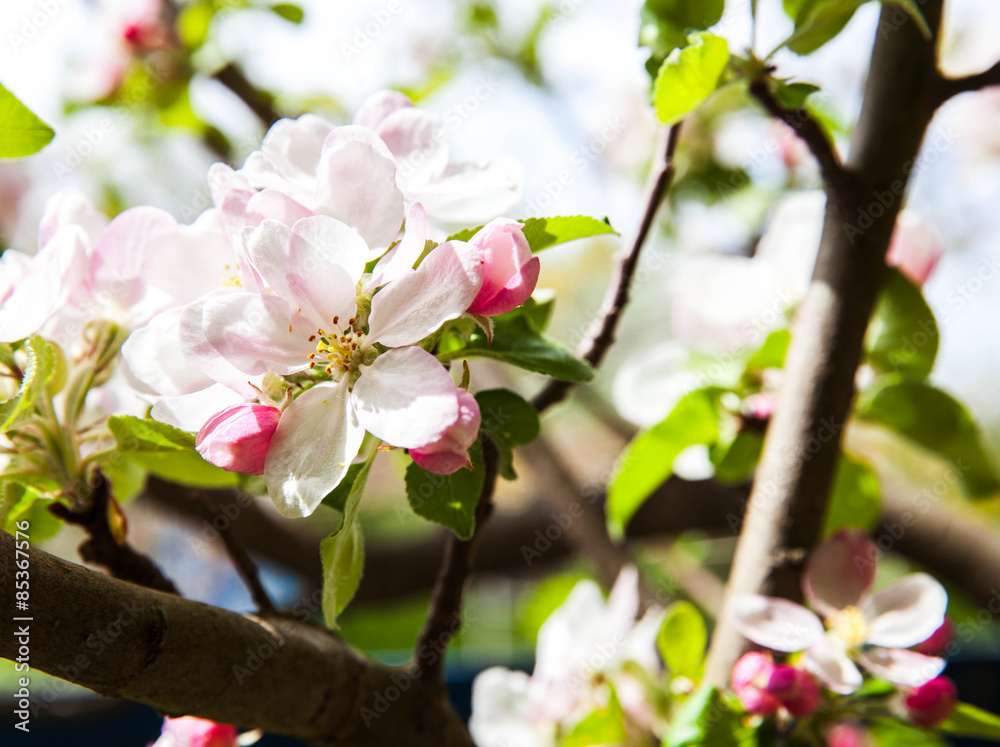 Obraz premium Spring blossoms