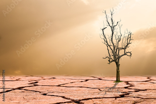 Fototapeta Naklejka Na Ścianę i Meble -  Global warming concept.dead tree on cracked desert landscape