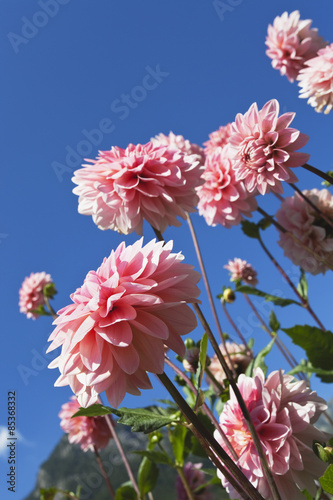 Pink, rosa, Dahlie, blauer Himmel photo