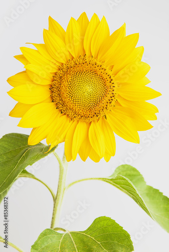 Fototapeta Naklejka Na Ścianę i Meble -  Sonnenblume, Blüte