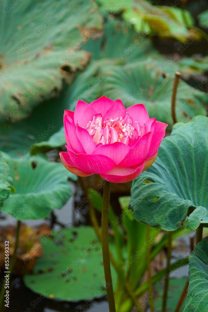 Pink Beautiful lotus flower. Buddhist religious symbol. Pink Beautiful lotus flower. Buddhist religious symbol.