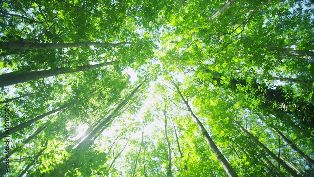 Camera tilts down from the trees above to reveal a forest path Camera tilts down from the trees above to reveal a forest path
