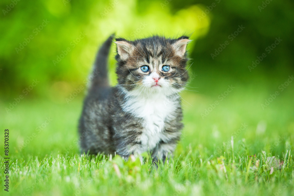 Little tabby kitten standing outdoors in summer