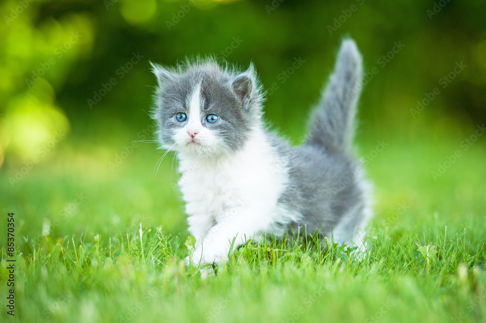 Little grey kitten with blue eyes walking outdoors