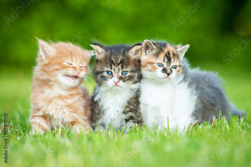 Three little kittens sitting on the lawn in summer