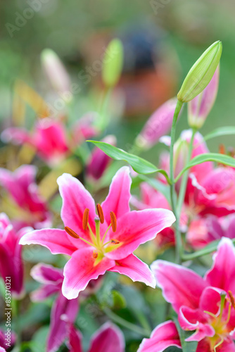 pink lily flowers in garden
