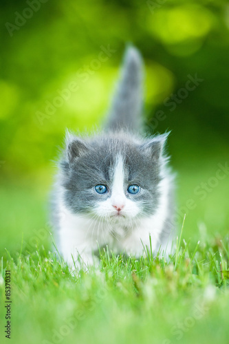 Little grey kitten with blue eyes walking outdoors