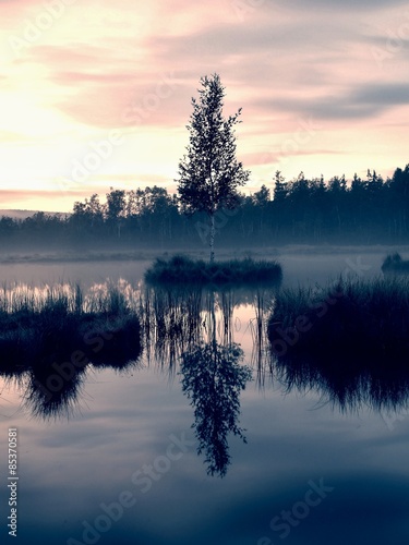 Swampy lake with mirror water level in mysterious forest, young tree on island in middle. Fresh green color of herbs and grass, blue pink clouds in sky.
