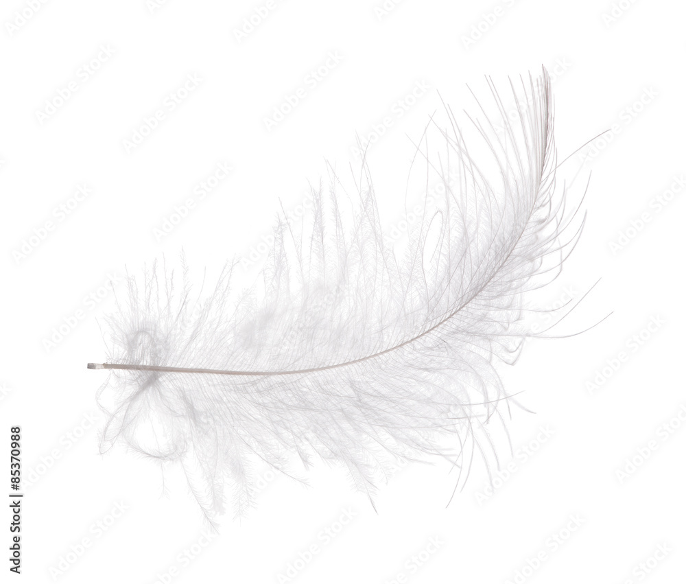 Obraz premium light gray curved feather on white background