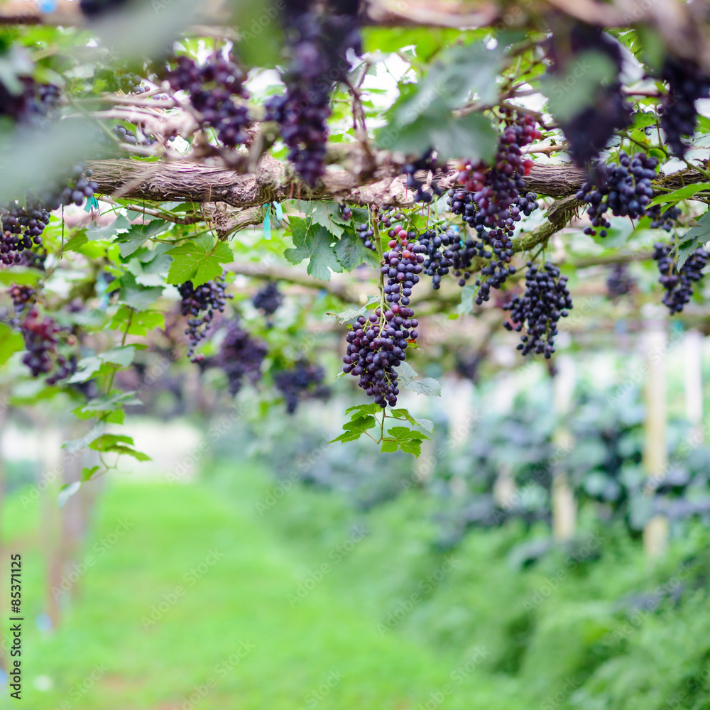 red grape vine in the yard, red grapes with green leaves on the vine ,Chiang mai , Thailand red grape vine in the yard, red grapes with green leaves on the vine ,Chiang mai , Thailand
