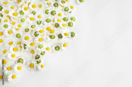daisies flowers in white paper background