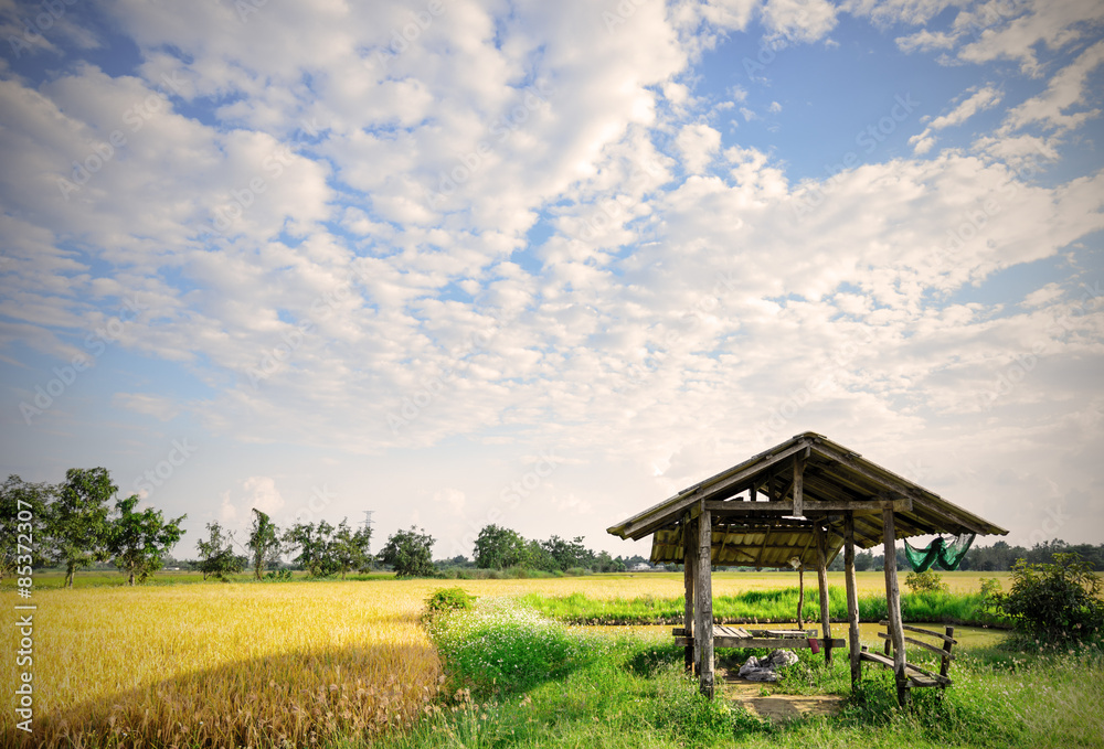 hut in rice fields , Chaing Mai, Thailand hut in rice fields , Chaing Mai, Thailand