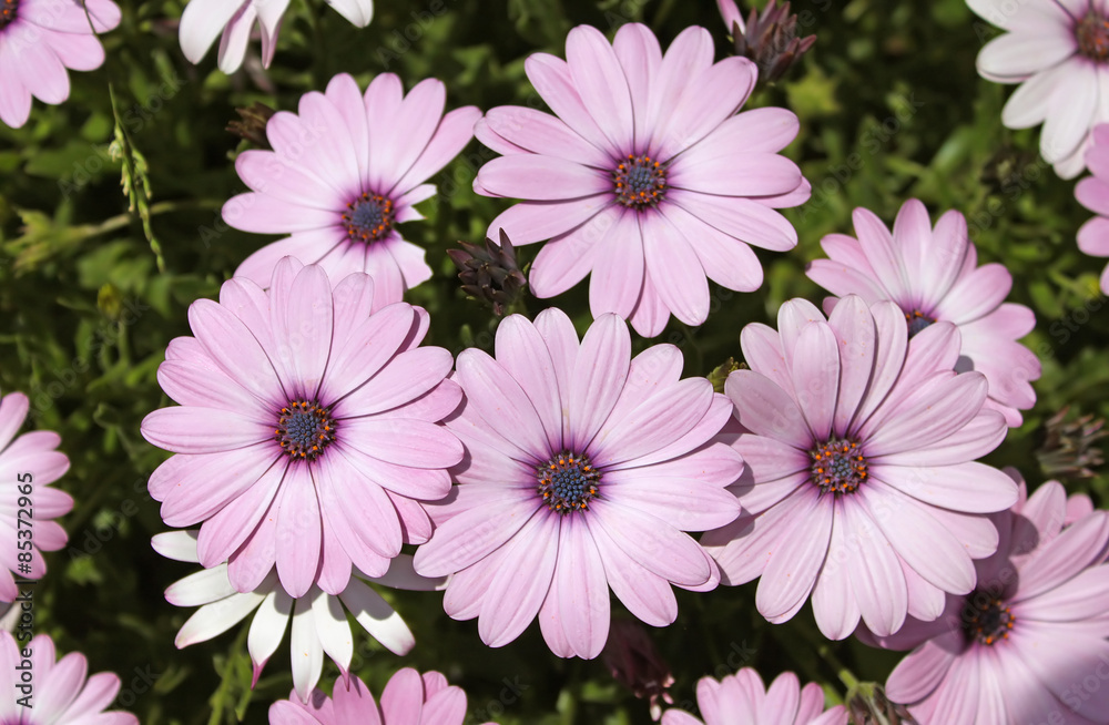 Pretty pink flowers in a garden Pretty pink flowers in a garden
