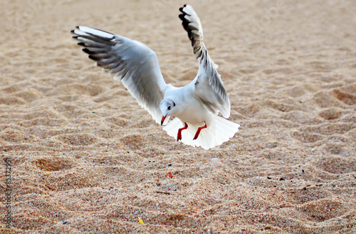 Seagull is landing on the ground