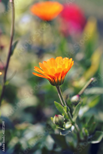 Orange Calendula officinalis