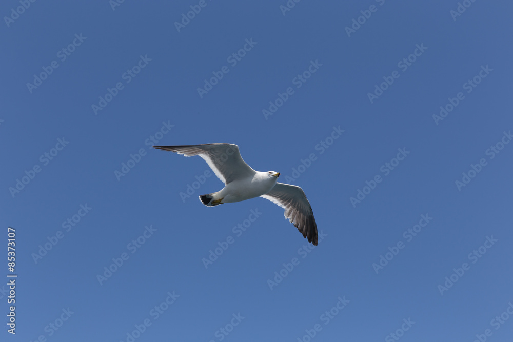 Obraz premium 空を飛ぶうみねこ（1羽）