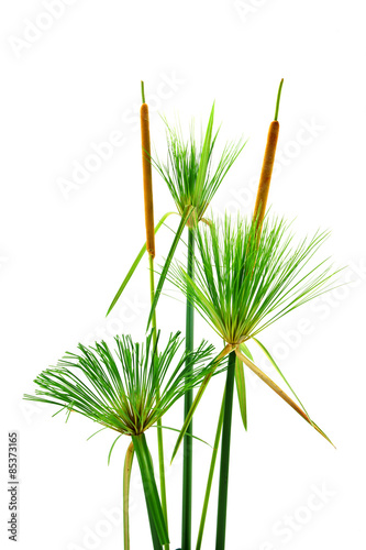 Egyptian papyrus. (Cyperus papyrus L.)