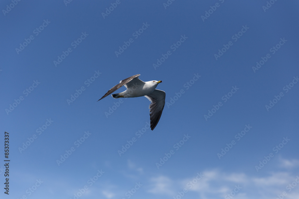 Obraz premium 空を飛ぶうみねこ（1羽）