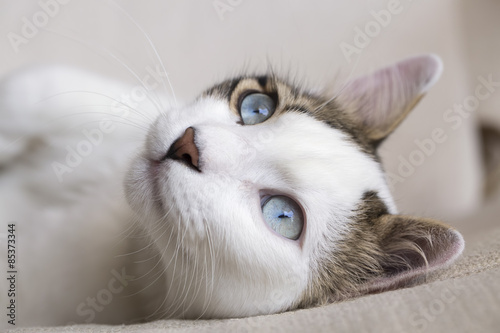 Kedi