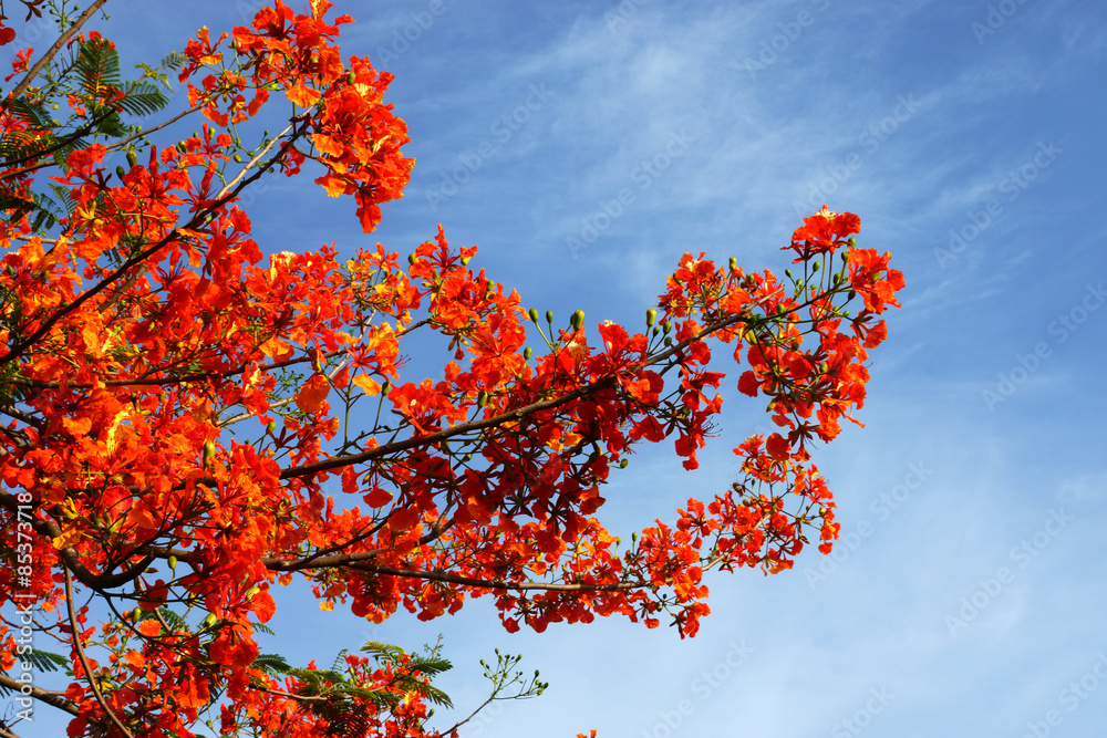 Spring Flower. The Flame Tree. (Delonix regia (Boj. ex Hook.)) Spring Flower. The Flame Tree. (Delonix regia (Boj. ex Hook.))