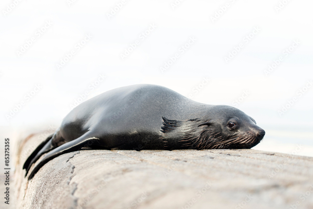 Naklejka premium Cape fur seal