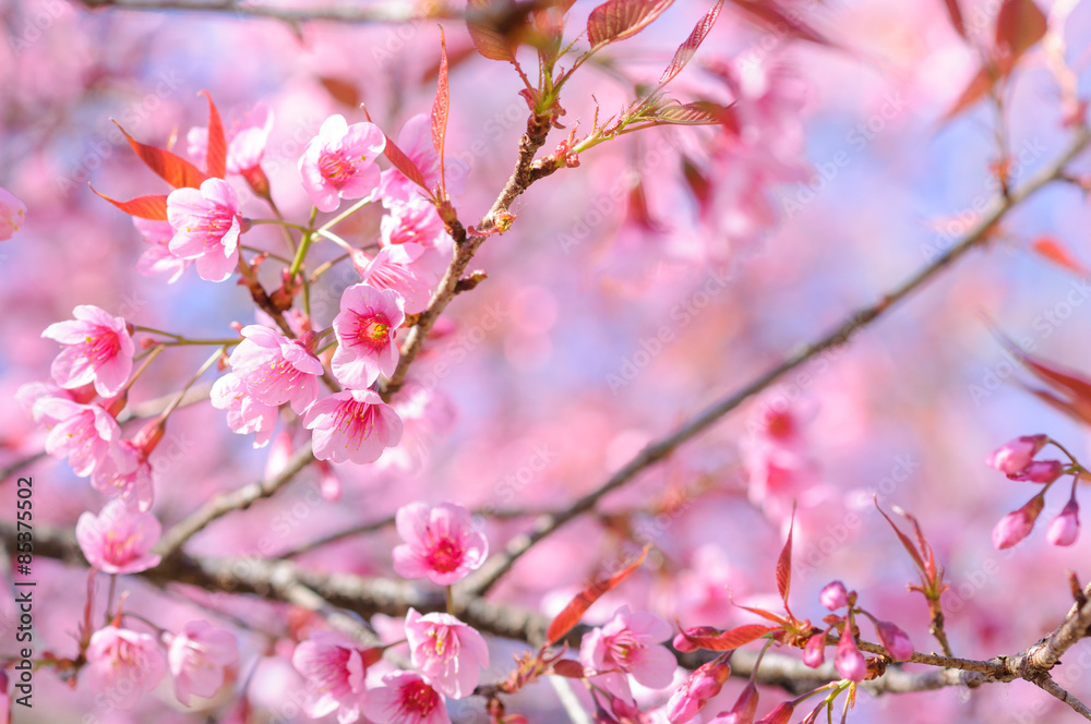 sakura blooming in winter at Doi Pui mountain ,Chiang mai ,Thailand sakura blooming in winter at Doi Pui mountain ,Chiang mai ,Thailand