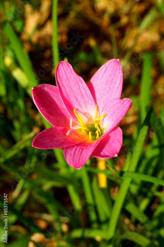 Rain lily garden fading into the background