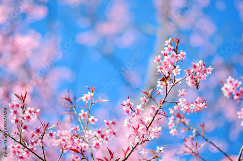 Sakura flower in the blue sky