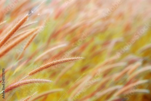 grass flower in the golden light