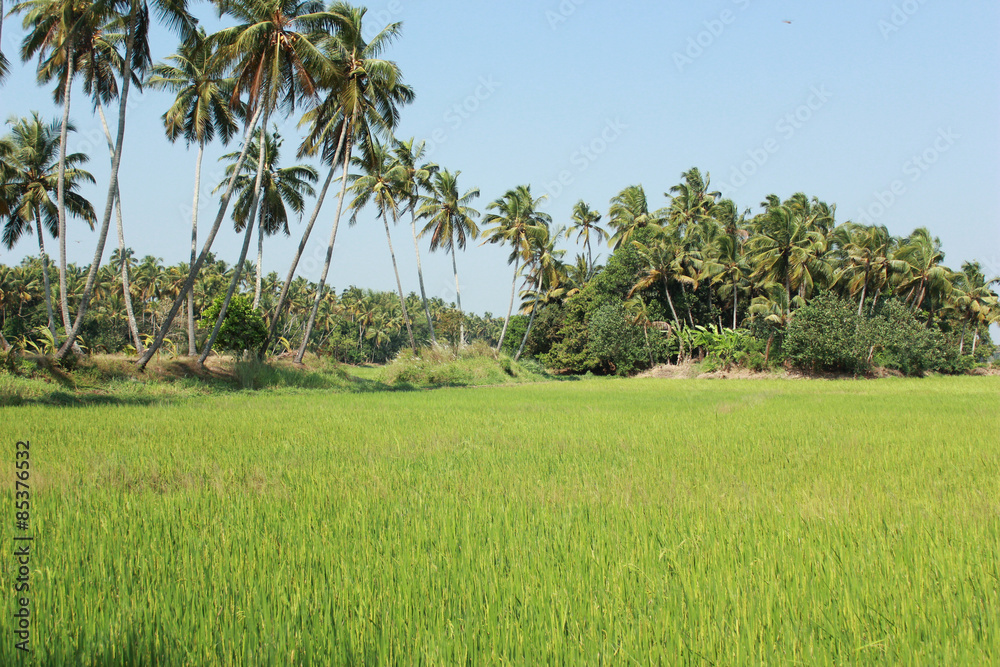 Row of Coconut trees near rice paddy fields on a sunny day with a blue sky Row of Coconut trees near rice paddy fields on a sunny day with a blue sky
