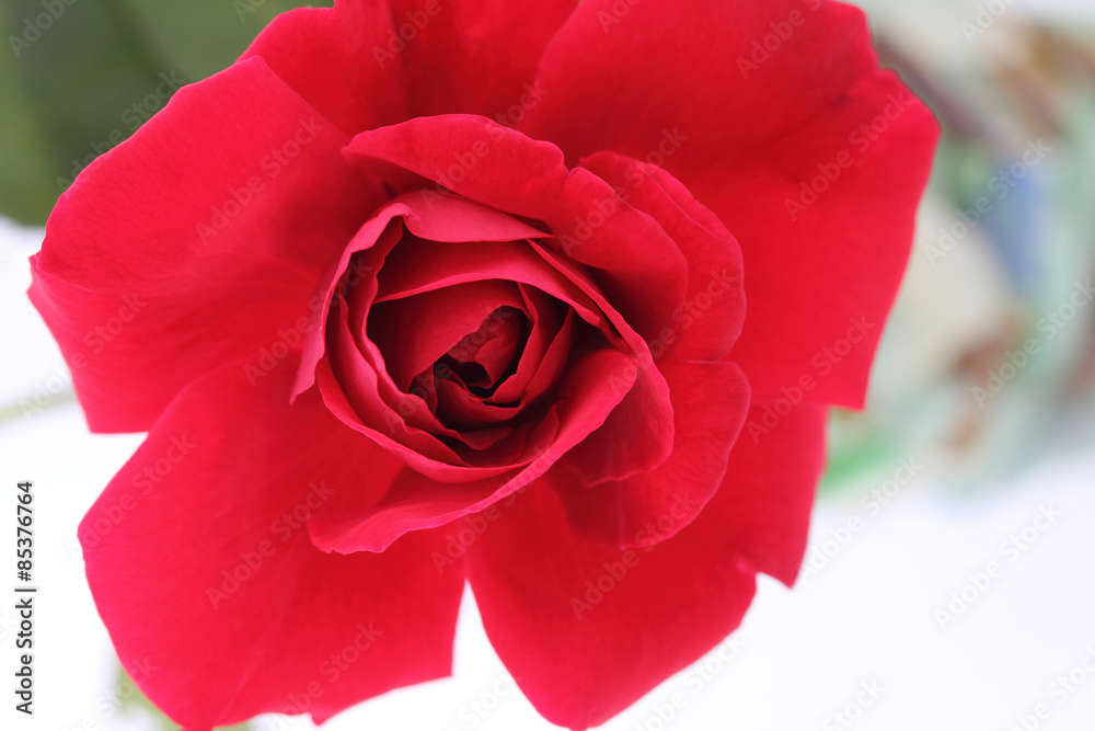 深紅の薔薇を真上から撮影 Stock Photo Adobe Stock