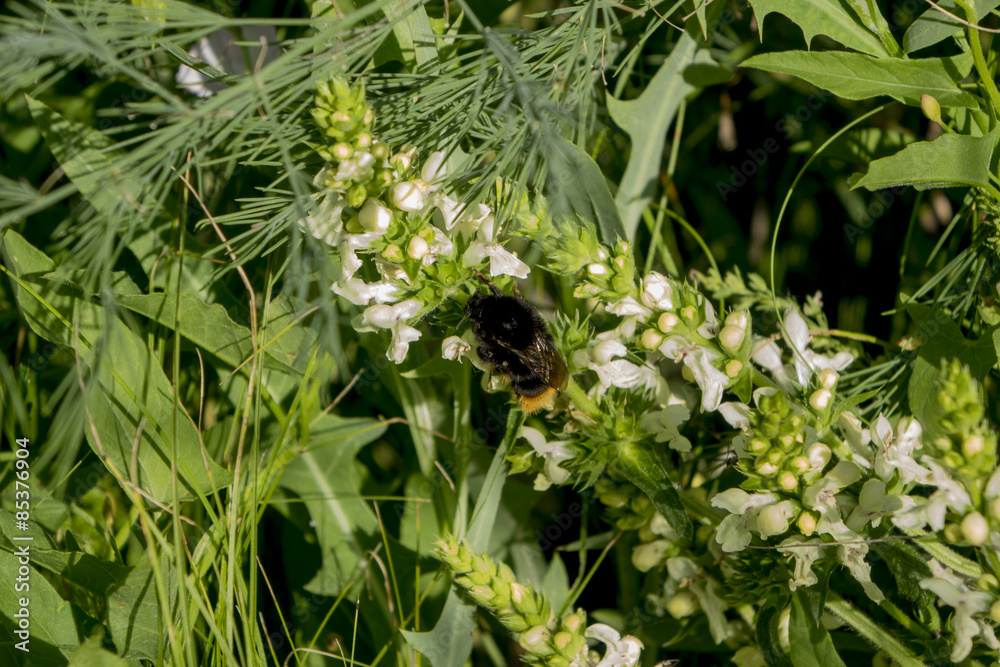 Bumblebee working on a meadow. There are many colors of nectar.
Bumblebee working on a meadow. There are many colors of nectar.