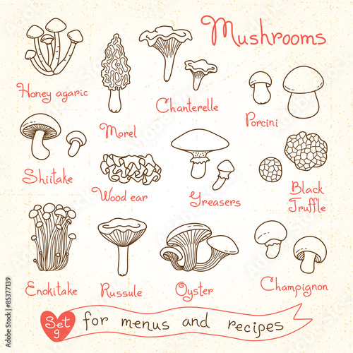 Set drawings of mushrooms for design menus, recipes and packages
