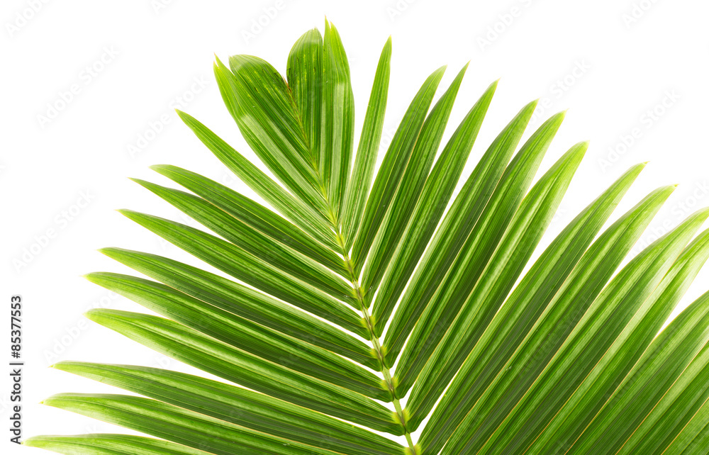 Fototapeta premium feuille de palmier bouteille sur fond blanc 