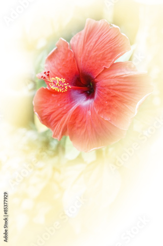 Hibiscus,rose chinese ,flower made by color filter for background