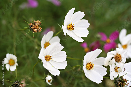 Garden cosmos  Cosmos bipinnatus 