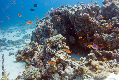 Fototapeta Naklejka Na Ścianę i Meble -  colorful coral reef at the bottom of tropical sea, underwater
