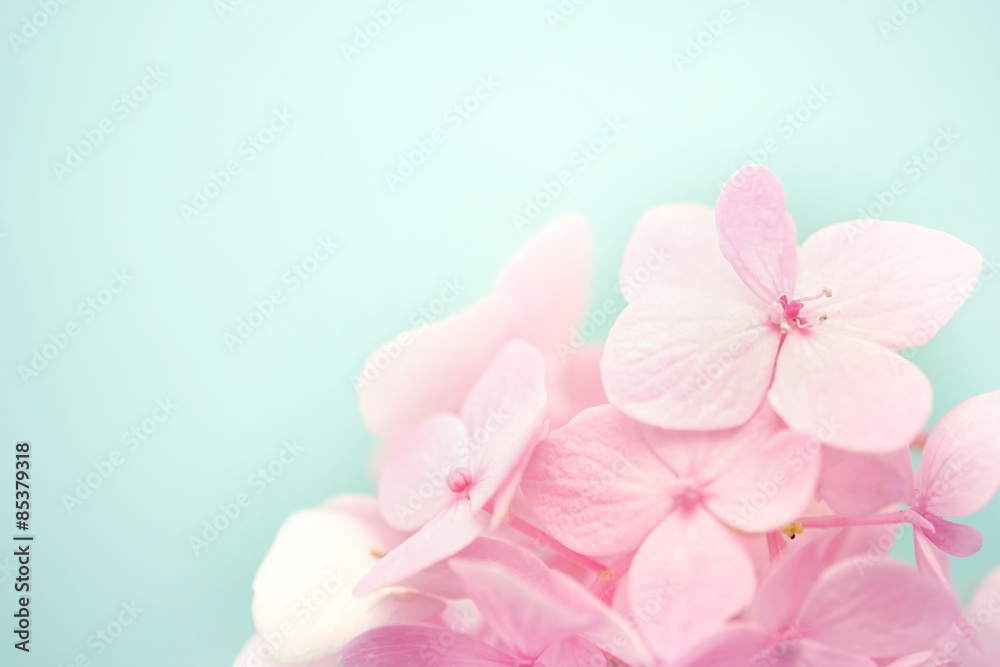 sweet color hydrangeas in soft and blur style for background
