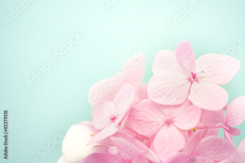 sweet color hydrangeas in soft and blur style for background 