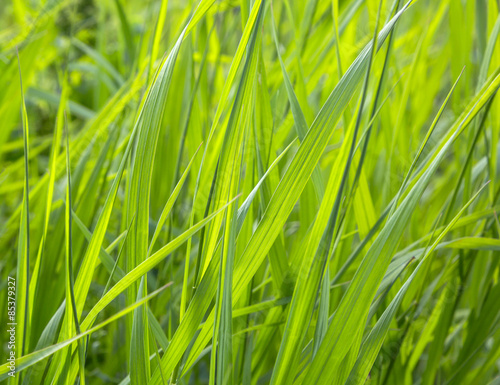 grass  plants